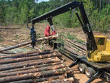 Forestry equipment lifts and organizes logs at a wooded jobsite