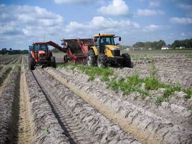 Challenger Tractor Harvesting Potatoes Challenger Tractor Harvesting Potatoes